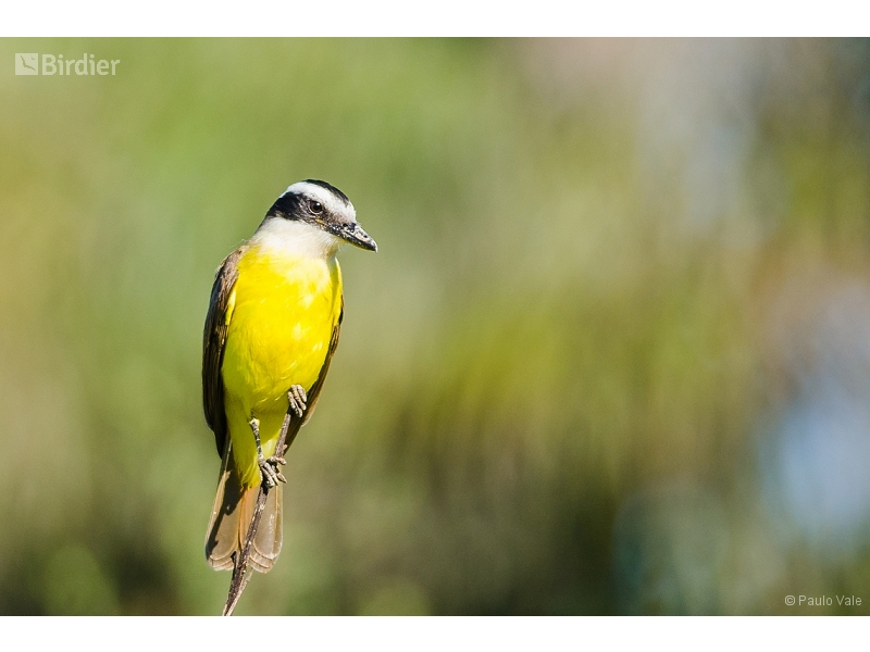 Great Kiskadee