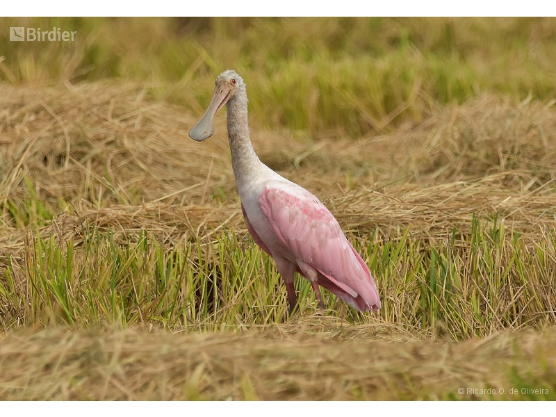 Roseate Spoonbill