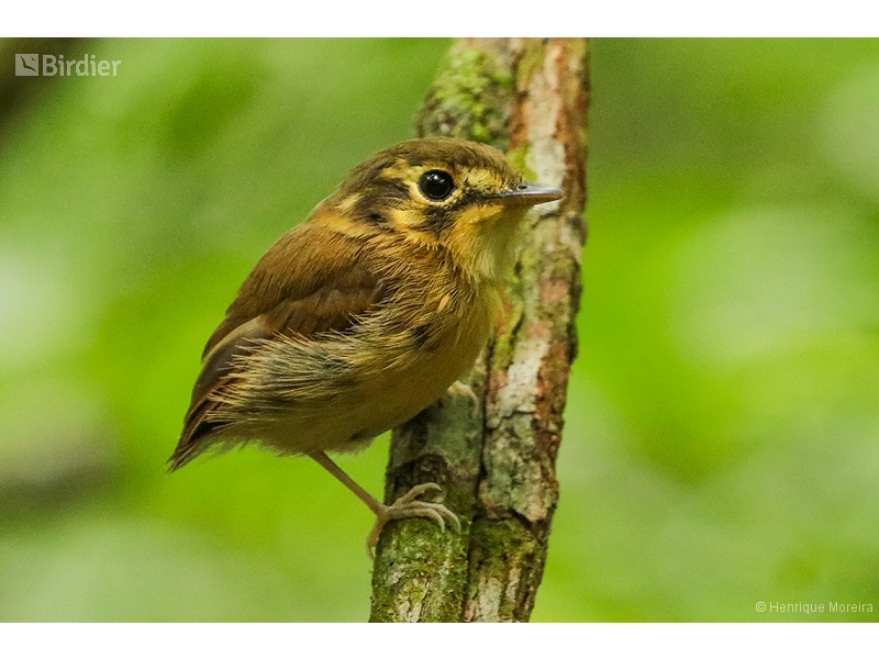 White-throated Spadebill