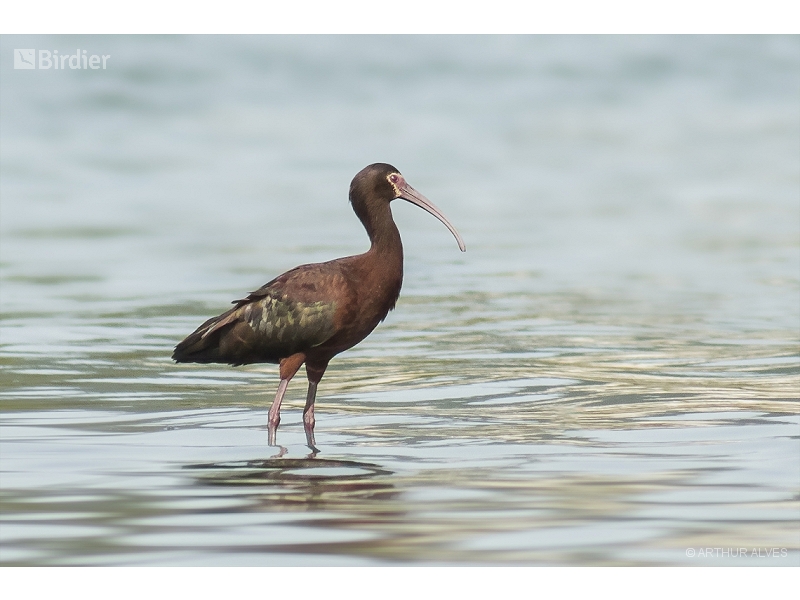 White-faced Ibis