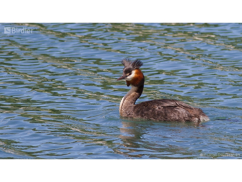 Great Crested Grebe