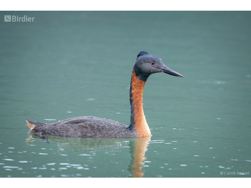 Great Grebe