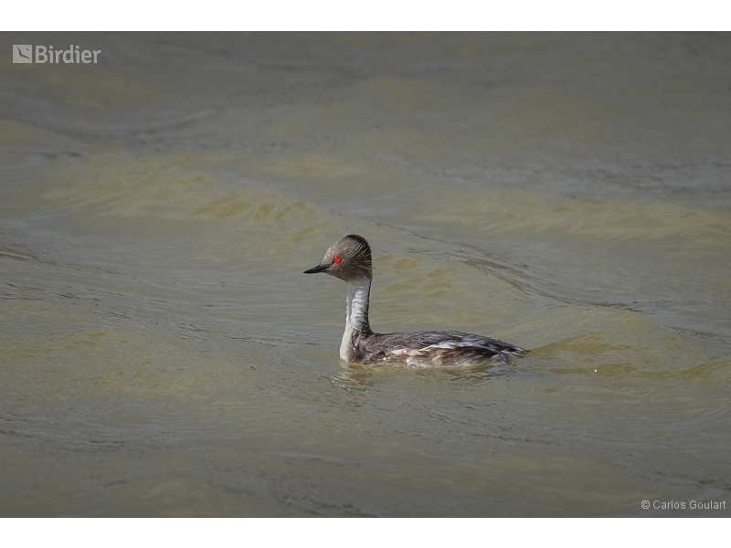 Silvery Grebe