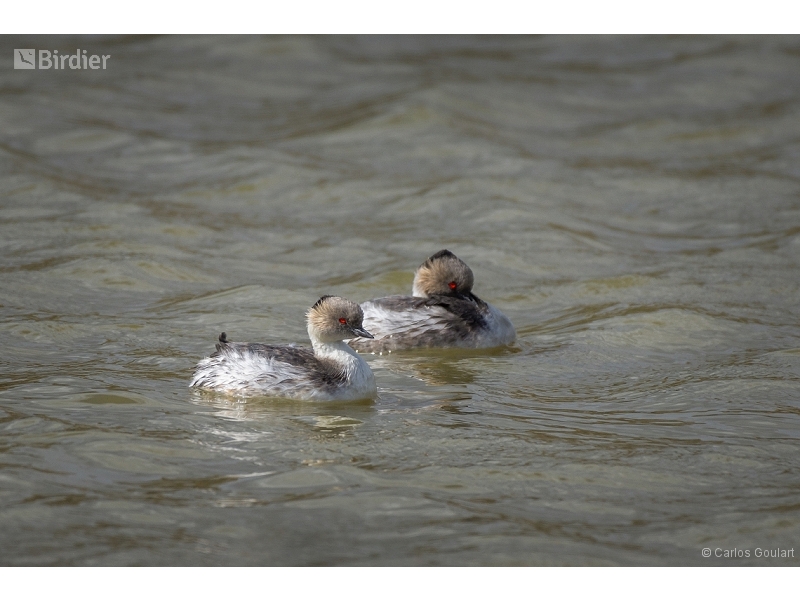 Silvery Grebe