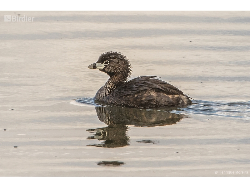 Pied-billed Grebe