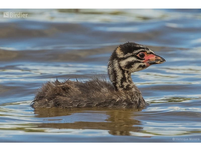 Pied-billed Grebe