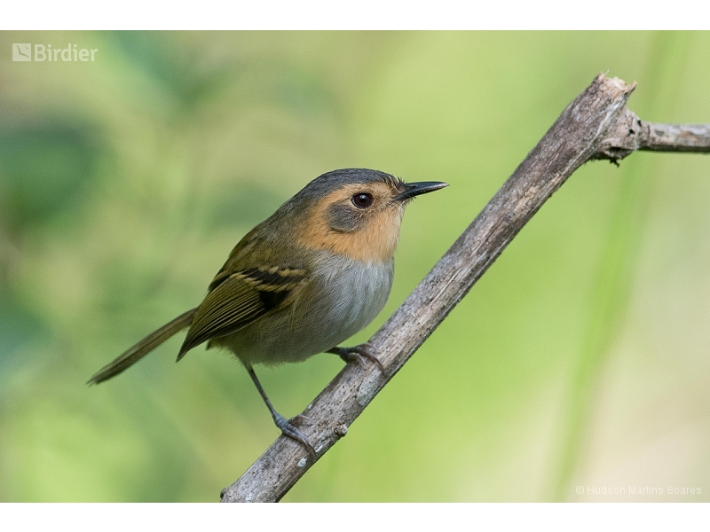 Ochre-faced Tody-Flycatcher
