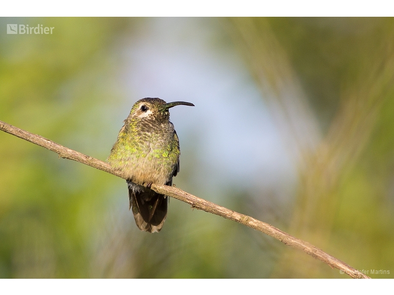White-tailed Goldenthroat