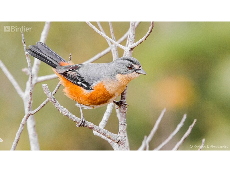 Buff-throated Warbling Finch