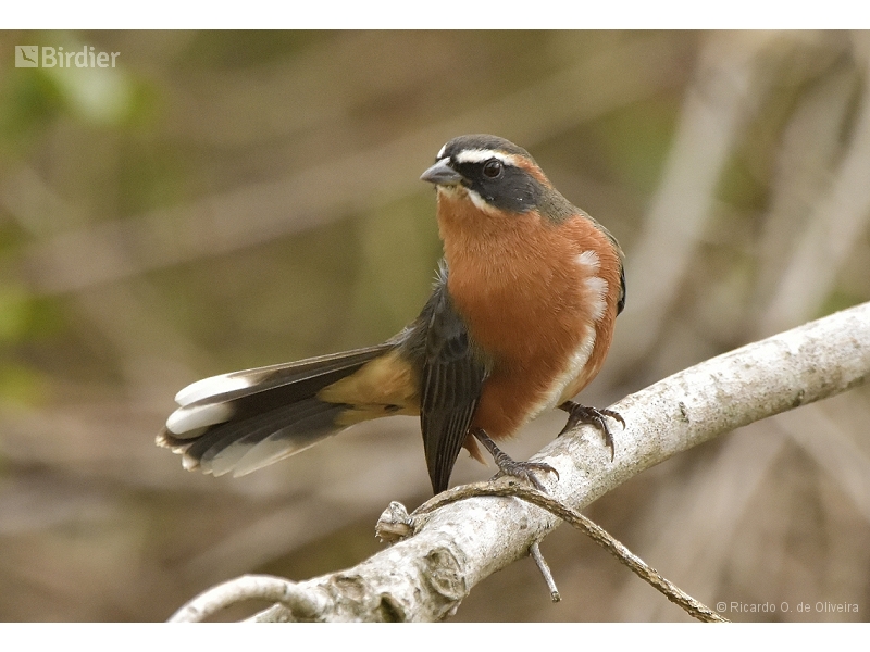 Black-and-rufous Warbling Finch
