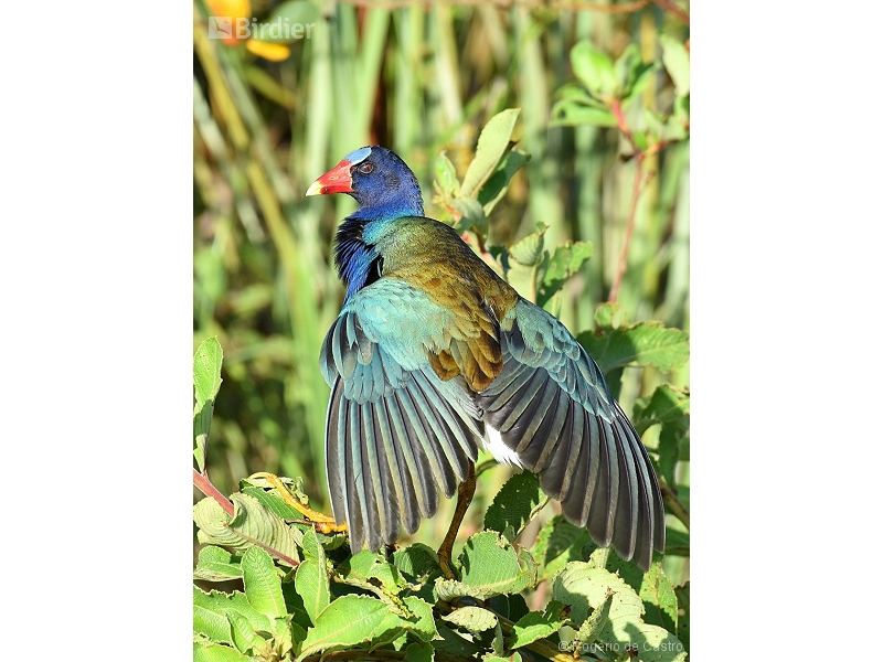 Purple Gallinule