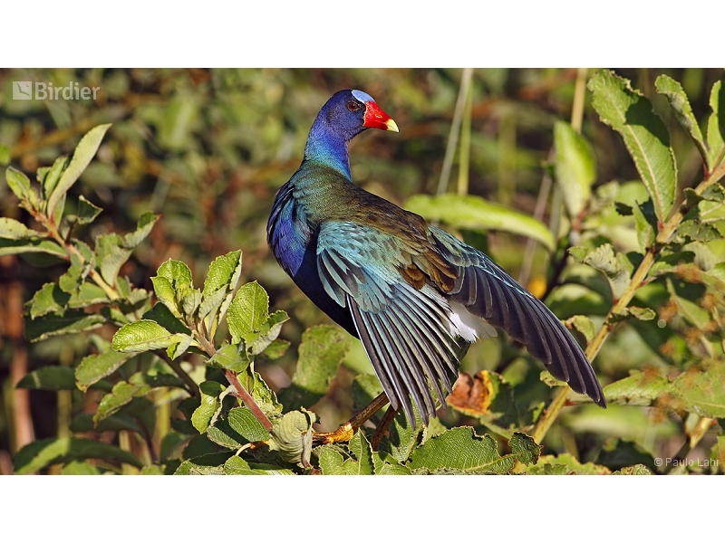 Purple Gallinule
