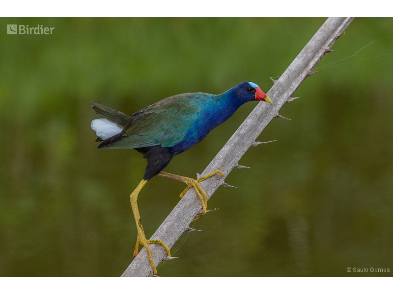 Purple Gallinule