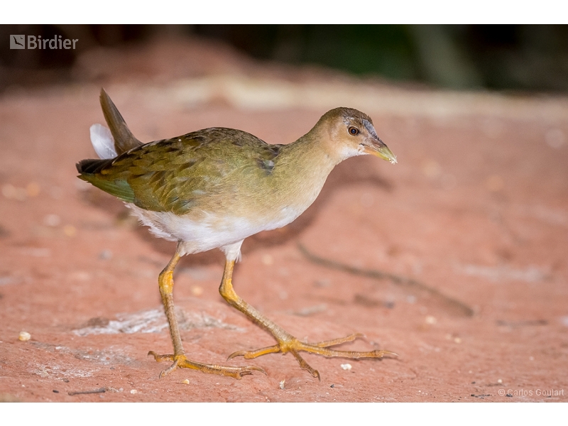 Purple Gallinule