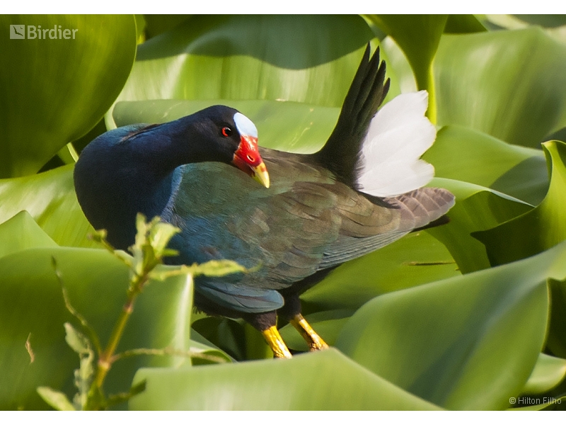 Purple Gallinule