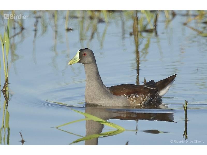 Spot-flanked Gallinule