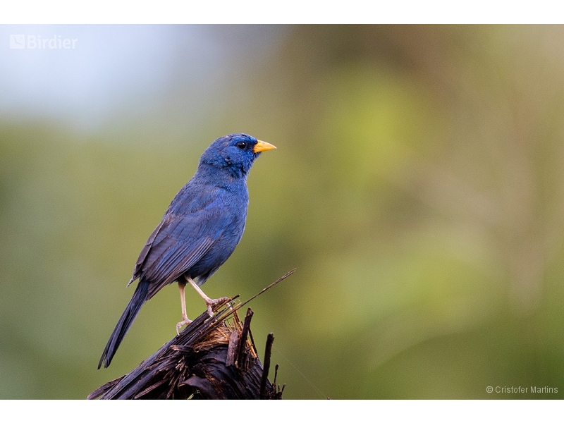 Blue Finch