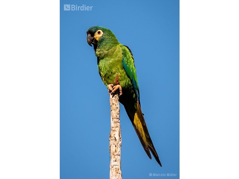 Blue-winged Macaw