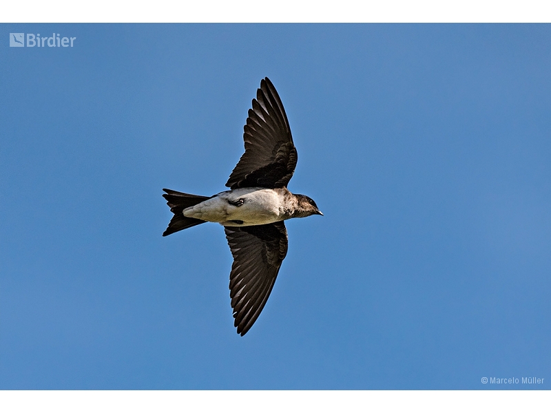 Grey-breasted Martin