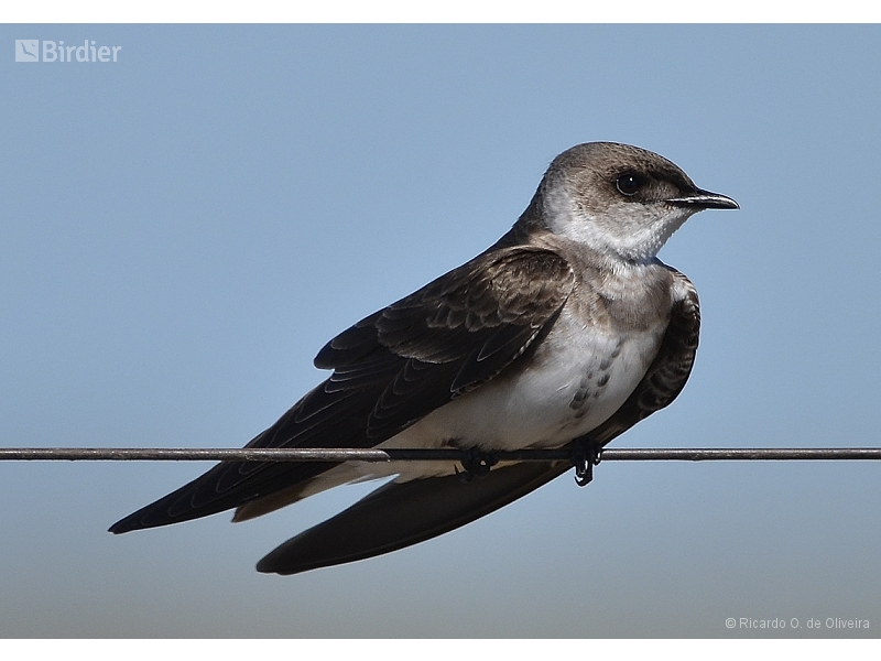 Brown-chested Martin