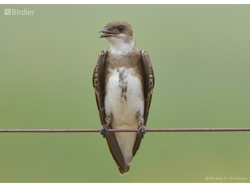 Brown-chested Martin