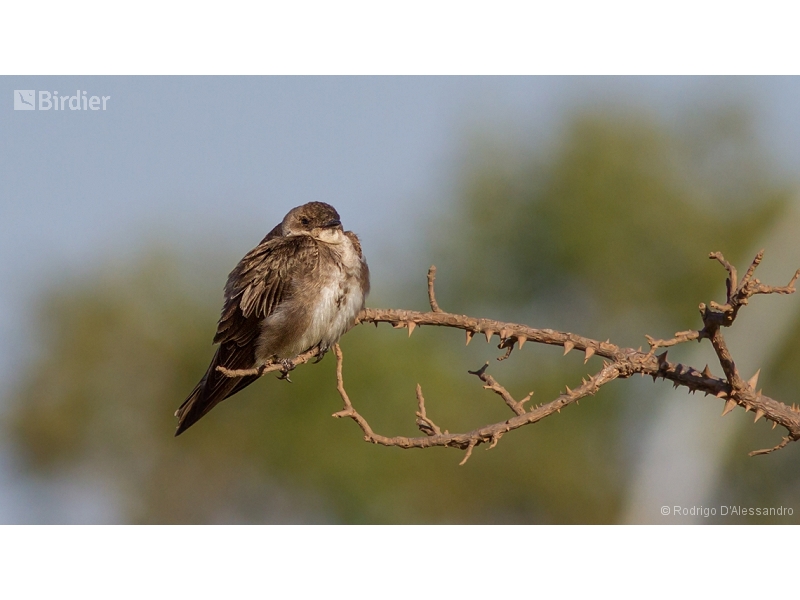Brown-chested Martin