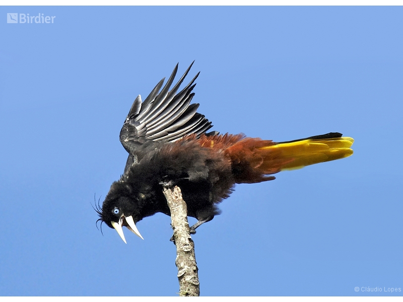 Crested Oropendola