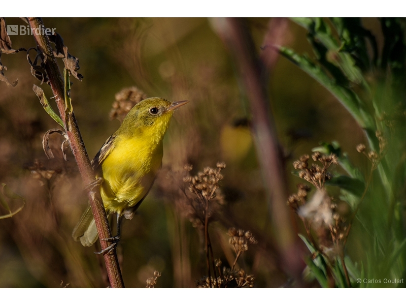 Subtropical Doradito