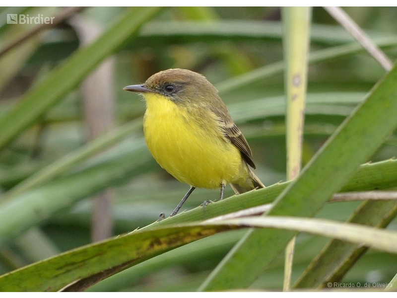 Warbling Doradito