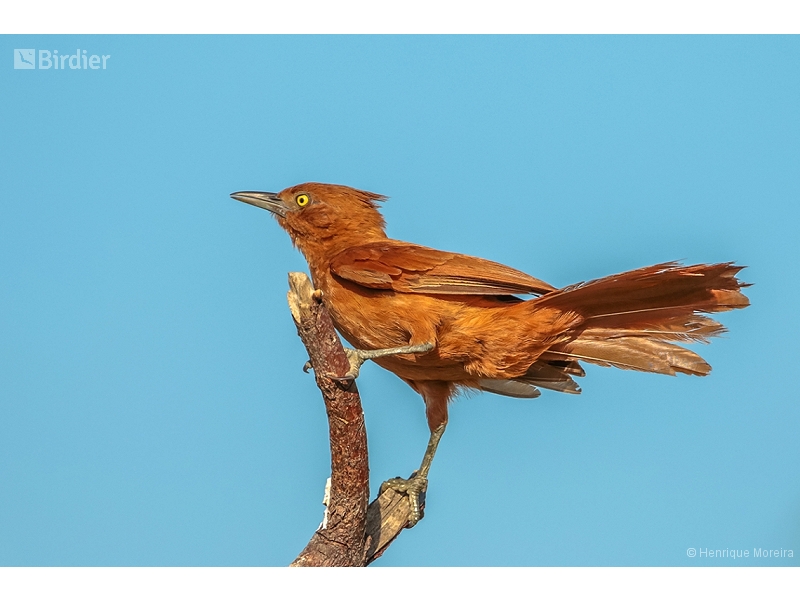 Caatinga Cacholote