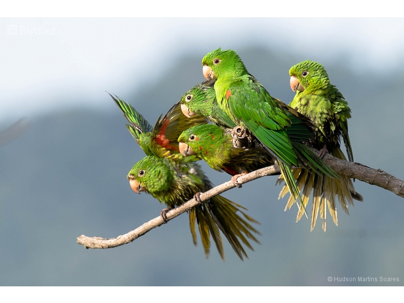 White-eyed Parakeet