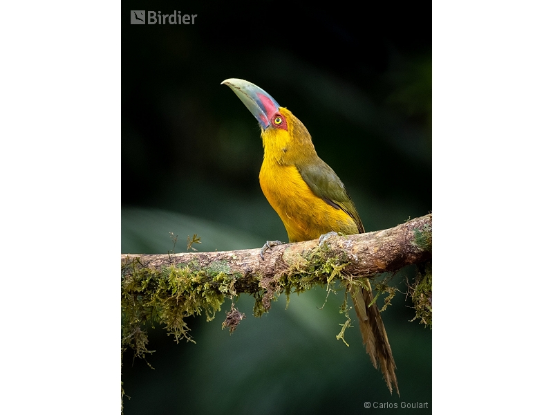 Saffron Toucanet