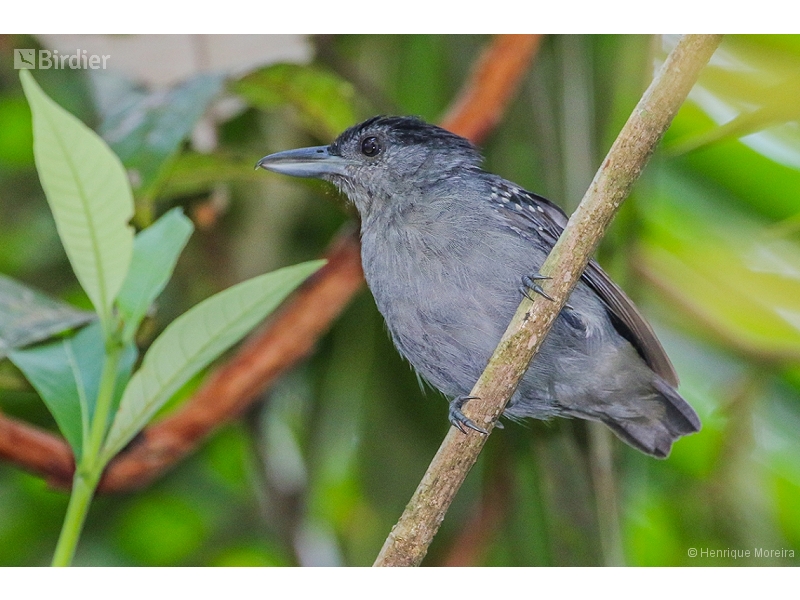 Spot-winged Antshrike