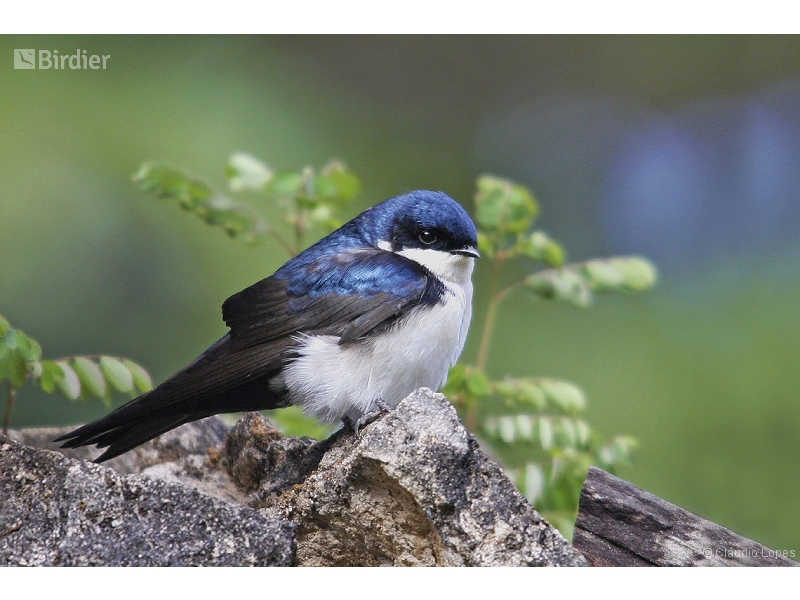 Blue-and-white Swallow