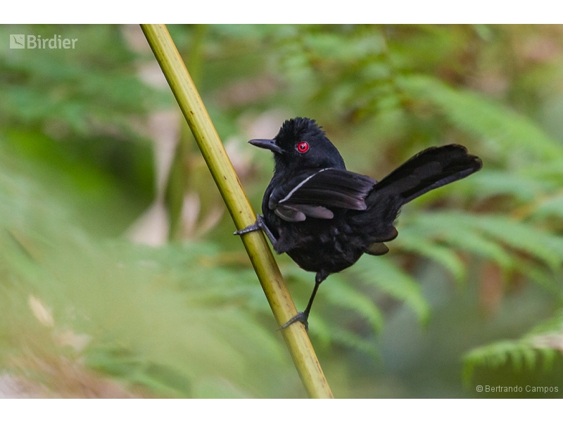 White-shouldered Fire-eye