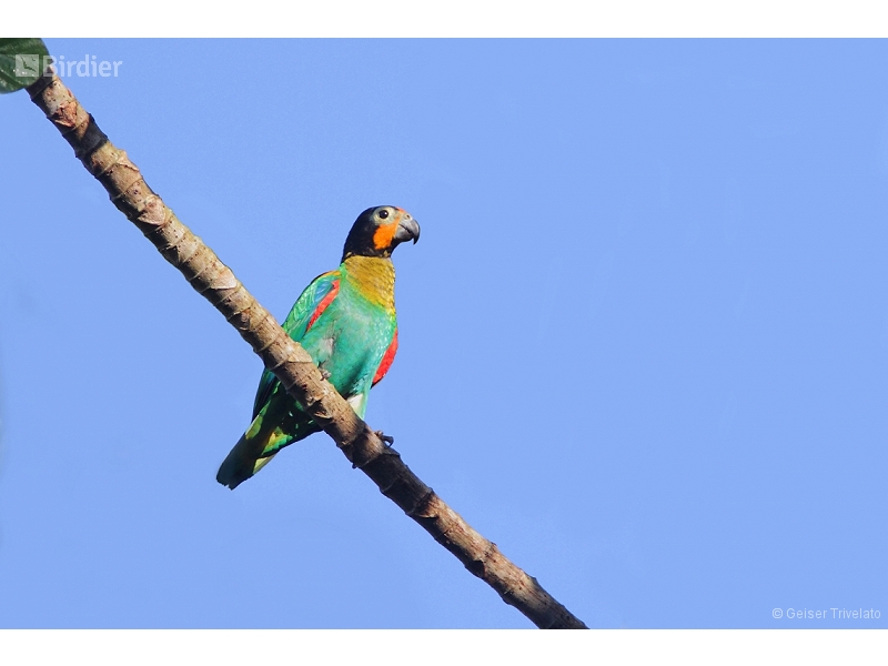 Orange-cheeked Parrot