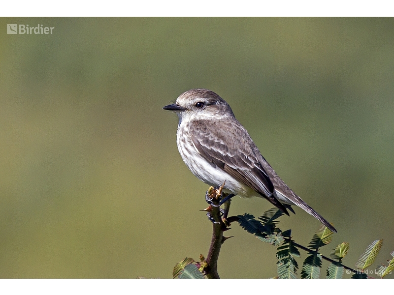 Vermilion Flycatcher