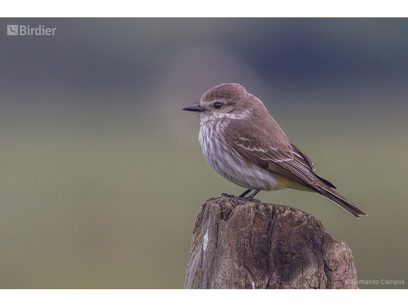 Vermilion Flycatcher