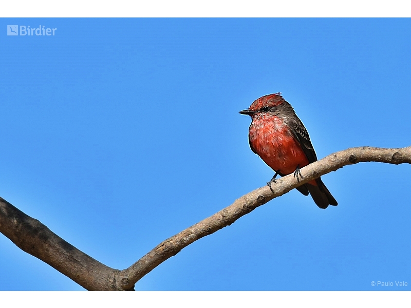 Vermilion Flycatcher