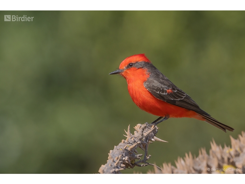 Vermilion Flycatcher