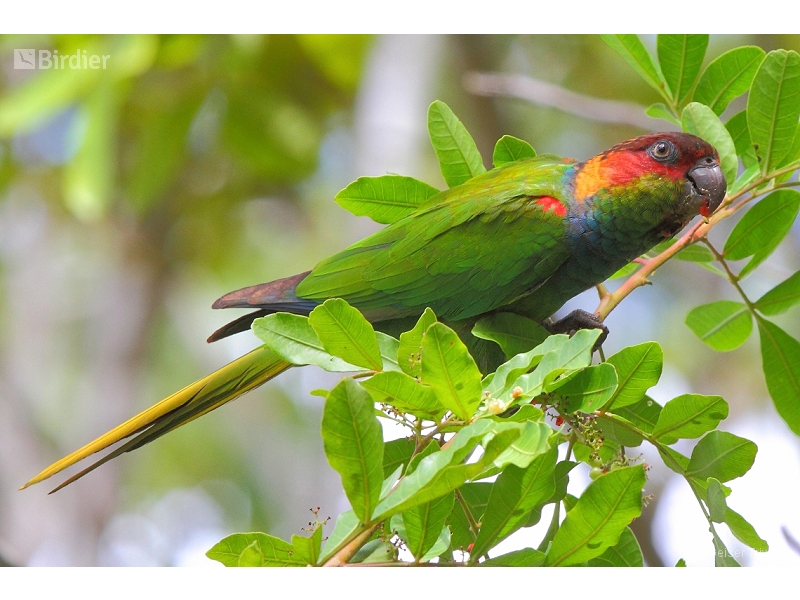 Ochre-marked Parakeet