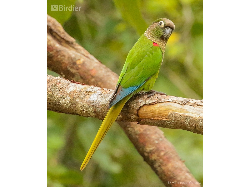 Blaze-winged Parakeet