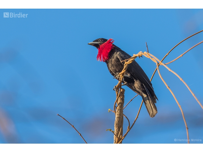Purple-throated Fruitcrow