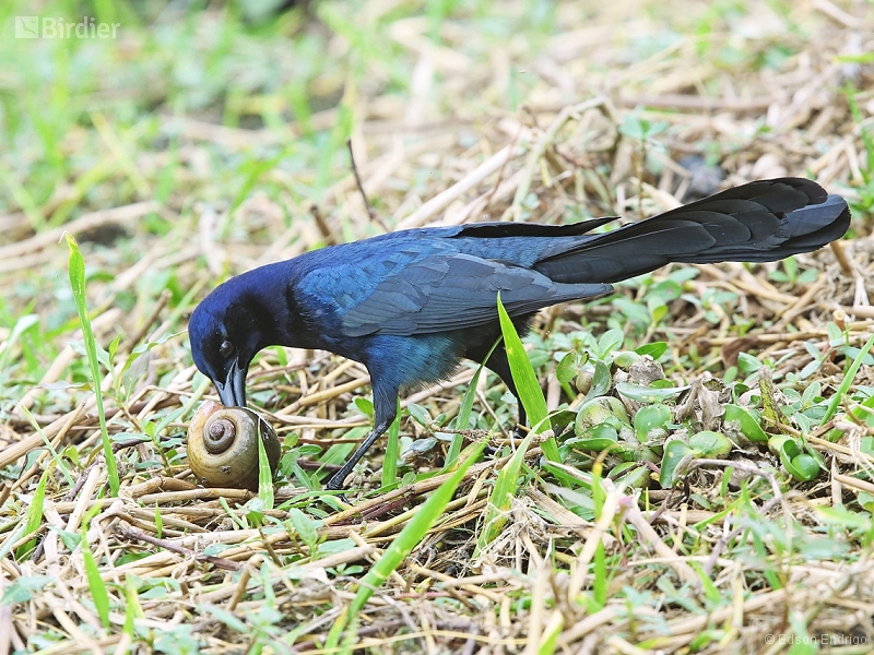 Boat-tailed Grackle