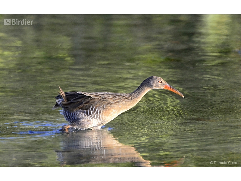 Mangrove Rail