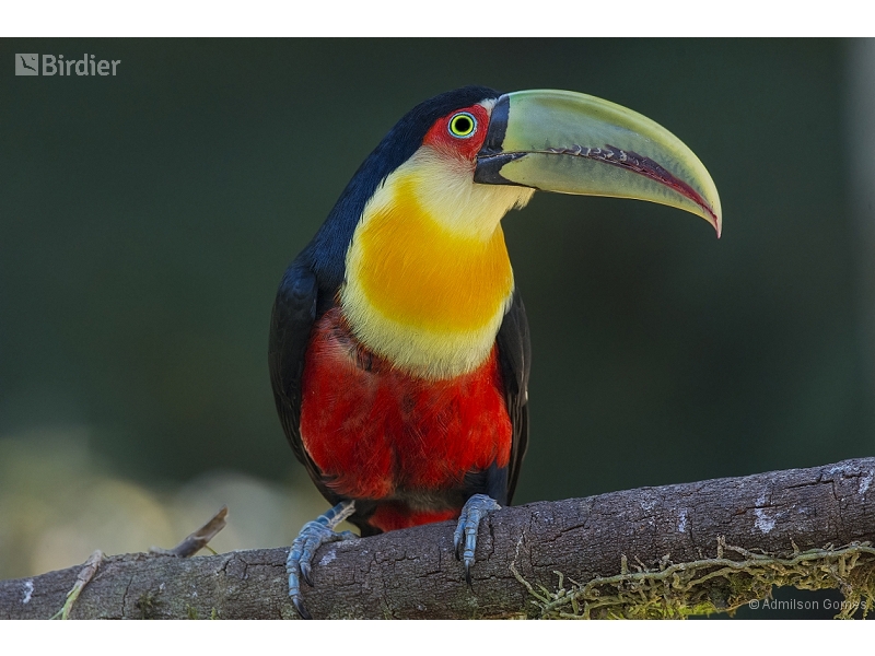 Red-breasted Toucan