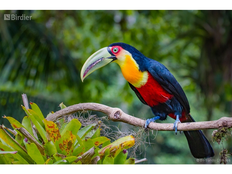 Red-breasted Toucan