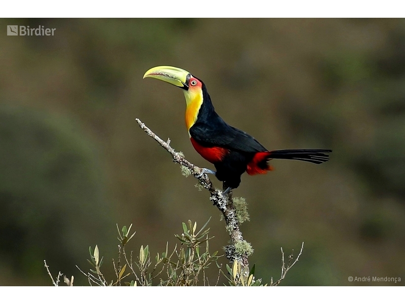 Red-breasted Toucan