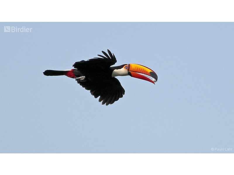 Toco Toucan