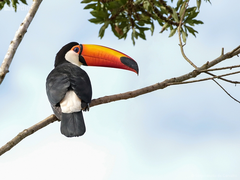 Toco Toucan